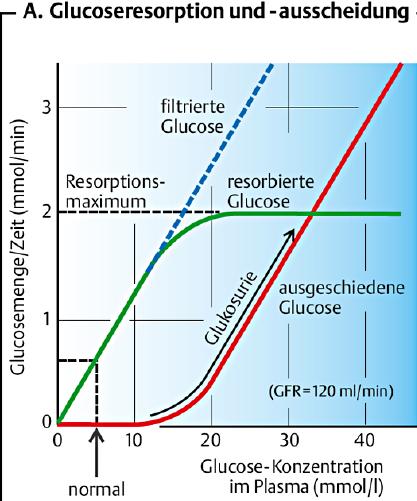NIERE 13 Medikamente wie Spironolacton verdrängen kompetitiv Aldosteron von seinem intrazellulären Rezeptor in Verbindungsstück und Sammelrohr. Sie werden z.b. bei primärem Hyper-Aldosteronismus (Morbus Conn) eingesetzt.