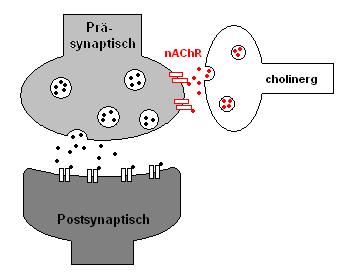 Einleitung 13 Abbildung 2: Präsynaptische Lokalisation der nachr. Die nachrs sind so positioniert, dass sie die Freisetzung eines anderen Neurotransmitters beeinflussen können.