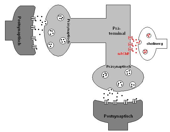 Einleitung 14 1.3.3 Präterminale oder axonale Lokalisation der nachr Präterminale Rezeptoren sind solche, die auf den Axonen vor den Axonterminalen liegen (Abb. 3).