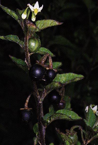 dulcis (Rosaceae)