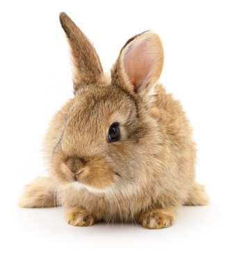 Kaninchen Biologische Daten Lebenserwartung: 6-12 Jahre Gewicht: 500 gbis 1000kg Geschlechtsreife: 4