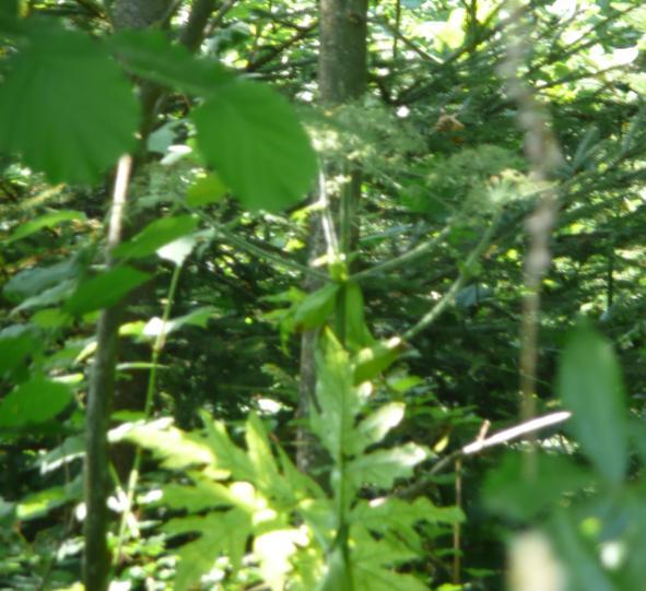 bis zum Waldrand gefolgt und entdeckte dort auf der linken Wiese am Hang einige Riesenbärenklau-Pflanzen. Am Waldrand ist auch das Springkraut verbreitet.