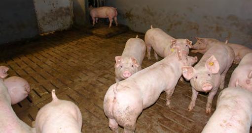 Das Studiendesign In die Untersuchung wurden 144 Mastschweine einbezogen. Es handelte sich dabei um Kreuzungsherkünfte (Pi x (DExDL)).