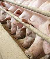 Einleitung Futterkosten stellen den kostenträchtigsten Faktor in der Haltung von Schweinen dar Protein und