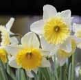Odoratus Narcissus Elka N. Golden Ducat N. Pink Charme N.