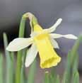 .. 7,90 Narcissus Martinette...Narzisse.