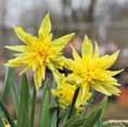 .. 4,90 Narcissus Stint...Engelstränen-Narzisse...limonengelb.