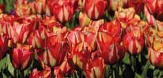 .. 5,90 Tulipa praestans Füsilier... Mehrblütige-T.