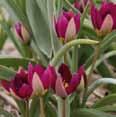.. 4,90 Tulipa Spryng Break...Tulpe...orange, gelb und rosa.