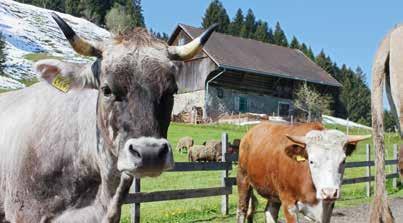 Mit dem Vorzeigen der Hörner verhindern Kühe direkte Auseinander setzungen; die Rangordnung lässt sich auf Distanz klären.