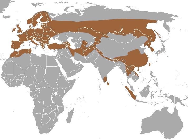 Der Eurasische Fischotter