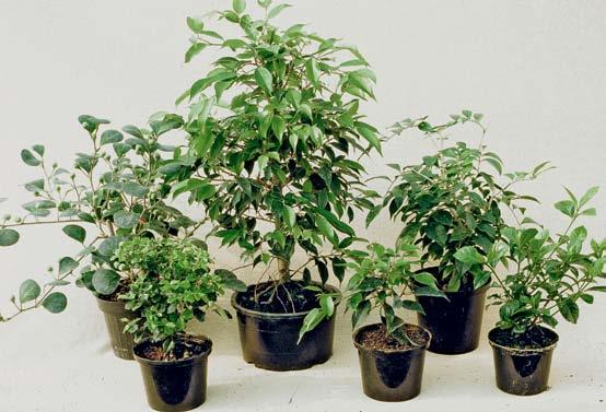 8 Anschaffung und Entstehung eines Bonsais Handelsübliche Topfpflanzen als Ausgangmaterial für Zimmerbonsais.