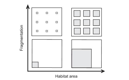 Synthese Habitatgröße, Fragmentierung und Diversität β-diversität In großen NWE-Gebieten ist der Nadelbaumanteil im Durchschnitt deutlich höher als in