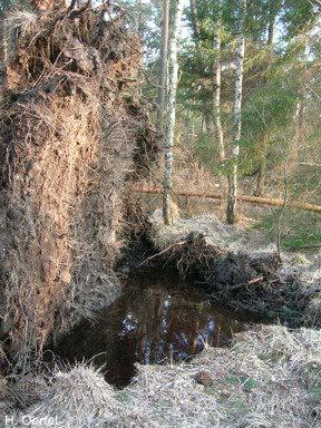 Erhalt von Sturmbiotopen Positionspapier der NABU-Fachgruppe Ornithologie Großdittmannsdorf anlässlich des Sturms Kyrill am 18./19.1.07 www.fg-grossdittmannsdorf.de, Mai 2007 In der Nacht vom 18.