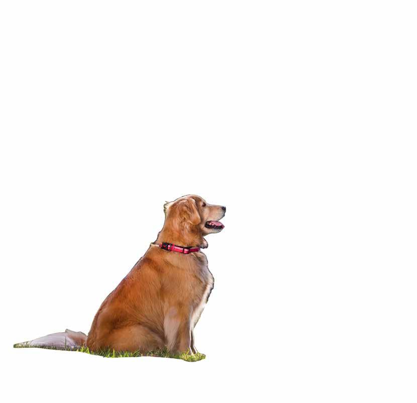Neopren Schlüsselanhänger Schlüsselband Labrador Hundeführer Hund Dog Hunderasse 