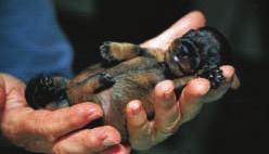 Spezial 107 Neugeborene Welpen verspüren noch keine Schmerzen Sinnesphysiologische Untersuchungen bei Hunden haben ergeben, dass ungeborene Welpen, noch während sie im Uterus sind, Schmerz empfinden