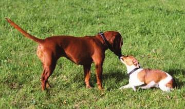 110 Verhalten und Psyche Für Hunde spielt der Geruchssinn bei der Kommunikation miteinander eine ganz wichtige Rolle. 130 Wie sprechen Hunde mit Artgenossen?