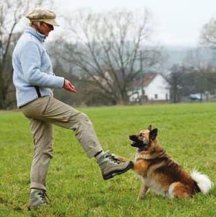 Erziehung und Umgang 145 Durch einen normalen Spaziergang ermüdet ein gesunder Hund kaum. Er sollte unterwegs auch geistig gefordert werden.