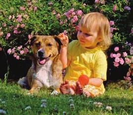 Erziehung und Umgang 153 der Hund auch ein Halsband oder ein Geschirr mit einer gesonderten Leine tragen, sodass der Hundeführer zwei Leinen zu führen hat.
