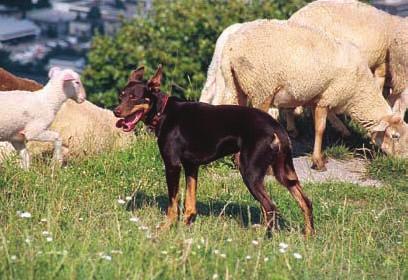 16 Geschichte und Herkunft Hunde wurden erst lange, nachdem sie schon für die Jagd verwendet wurden, auch zum Hüten von Schafen und Ziegen eingesetzt.