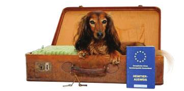 186 Erziehung und Umgang Ein Hund, der mit auf Reisen ins Ausland gehen soll, muss gegen Tollwut geimpft sein und einen EU-Pass besitzen. 220 Wo ist der Hund am besten im Auto untergebracht?
