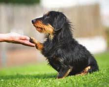 Hier kommt es darauf an, dass der Hund eine Reihe von Übungen möglichst korrekt und genau nach den Anweisungen seines Führers ausführt, wobei es wichtig ist, dass er auch auf Distanz Kommandos über