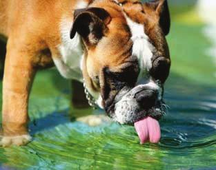 40 Ernährung und Futter Zum Trinken benötigen Hunde nichts anderes als frisches Wasser. 39Braucht ein Hund feste Fütterungszeiten?