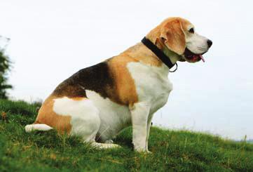 Ernährung und Futter 41 Wenn Hunde ein bisschen zu Übergewicht neigen, sollte regelmäßig das Gewicht kontrolliert und die Futtermenge entsprechend angepasst werden. 40 Wan n ist ein Hund zu dick?