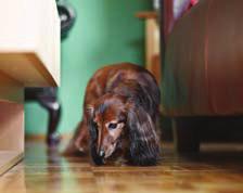50 Die häufigsten Vorurteile Blutiges Fleisch macht Hunde aggressiv Es besteht absolut kein Zusammenhang zwischen Ernährung und Aggressivität und zwischen Ernährung und erhöhtem Jagdtrieb.