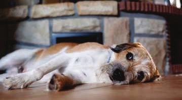 56 Pflege und Gesundheit Um festzustellen, ob ein Hund wirklich krank ist, sollten zunächst auf die häufigsten Anzeichen einer Erkrankung geachtet werden.