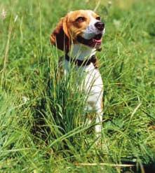 62 Pflege und Gesundheit Bei Hunden, die sich sehr viel in der freien Natur aufhalten, muss immer mit einem Wurmbefall gerechnet werden.