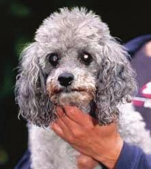 Pflege und Gesundheit 83 Der Graue Star ist für einen alten Hund wie diesen Zwergpudel kaum eine Beeinträchtigung, wenn die Nase noch gut funktioniert.