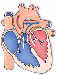 60 Kapitel 17. Biologische Grundlagen des Herz-Kreislauf-Systems, 17.1. Das Herz 17. Biologische Grundlagen des Herz-Kreislauf-Systems 17.1. Das Herz Zentrum und Motor des Herz-Kreislaufsystems ist das Herz.