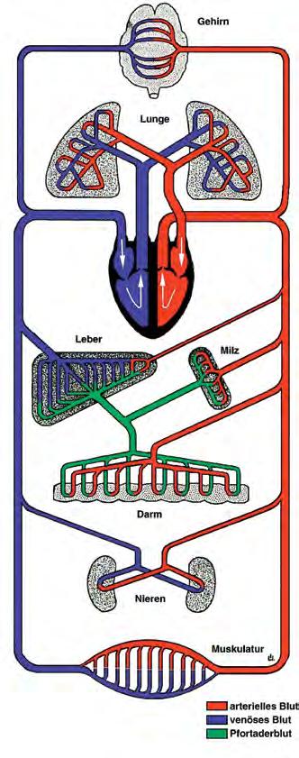 Kapitel 17.2. Das Kreislaufsystem 61 17.2. Das Kreislaufsystem Ein System von Blutgefäßen leitet das Blut durch den Körper. Diese Gefäße heißen Schlagadern oder Arterien, Haargefäße und Venen.