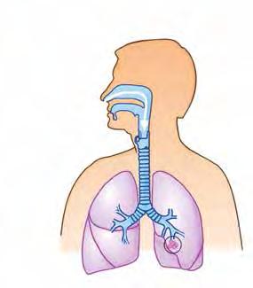 Die Atmung läuft so ab, dass beim Einatmen Luft in den Rachen strömt, durch den Kehlkopf in die Luftröhre gelangt und letzthin die beiden Lungenflügel erreicht.