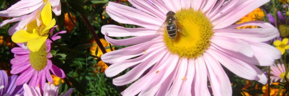 Markus Ritter Präsident SBV Landwirtschaft braucht Bienen