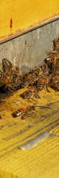 Bienengesundheit Bienensterben zwischen 9-23% in der Schweiz Hauptursachen weltweit