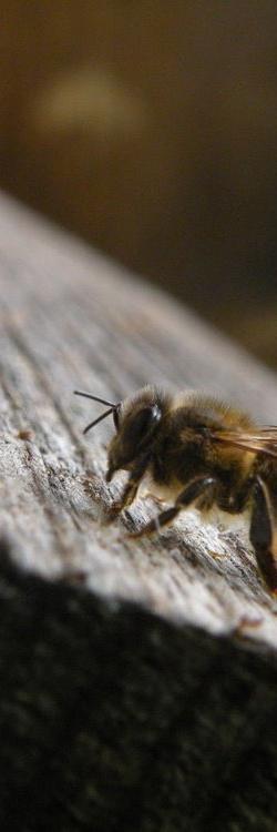 Bienenvergiftung Geringe Zahl an akuten Bienenvergiftungsfällen Verdachtsfälle nehmen seit 1957