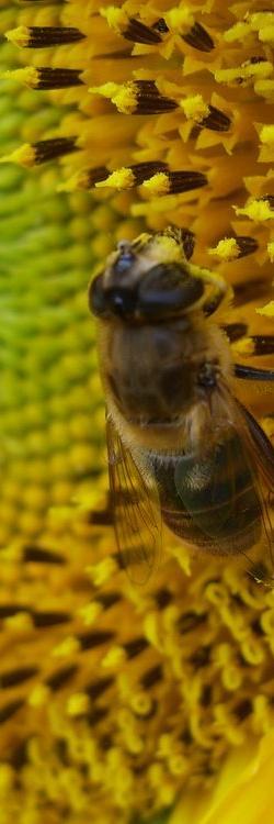 Inhalt Bienen als Nützlinge in der Landwirtschaft
