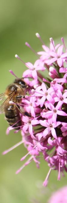 Blühstreifen für Bestäuber «Bienenweide» 2015: Total 115 ha Blühstreifen Erhöhung Nahrungsangebot für Bestäuber Schliessen der Trachtlücke Anfang Juni bis