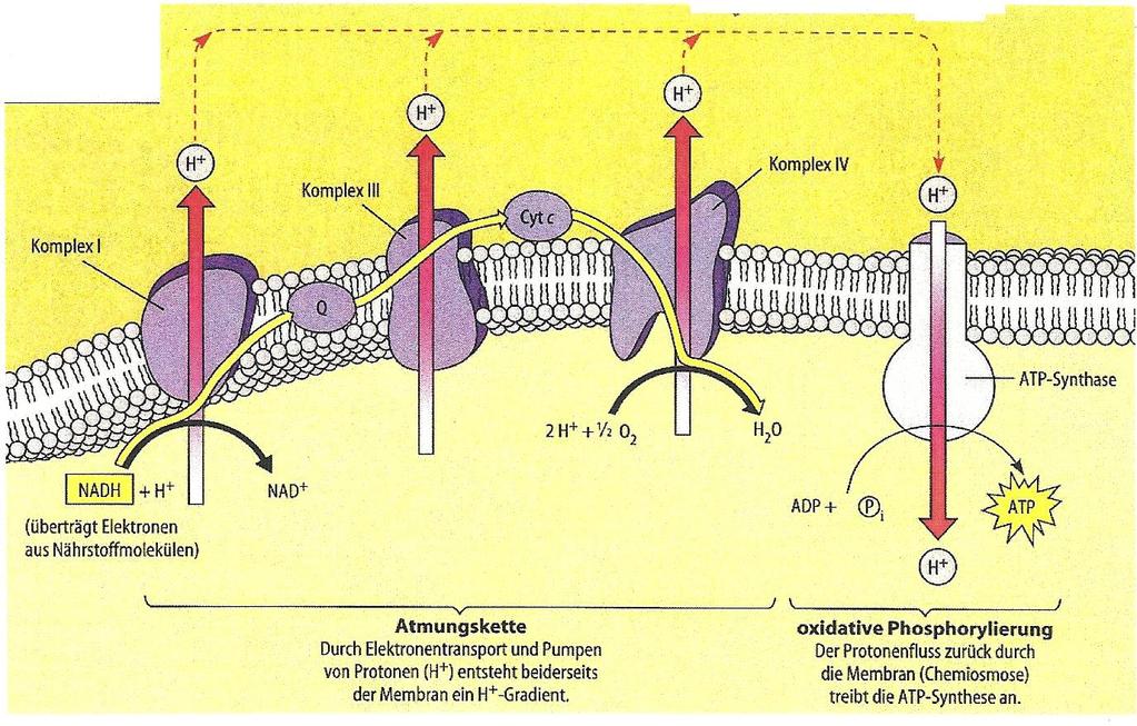 Zitronensäurezyklus Bilanz: 5 ( ) Der Zitronensäurezyklus ist ein Kreislauf biochemischer Reaktionen, der eine wichtige Rolle im Stoffwechsel aerober Zellen von Lebewesen spielt und hauptsächlich dem