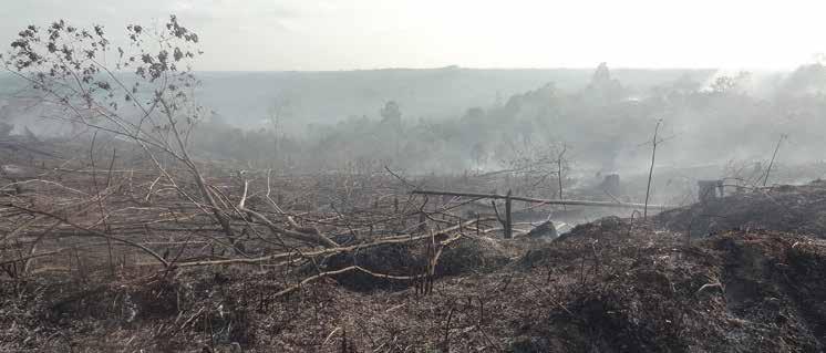 Erst nach nach wird sich Samboja Lestari von den Waldbränden erholen. Samboja Lestari Wir pflanzen den Regenwald wieder an. 1 Baum = 7.65 Franken 10 Bäume = 76.