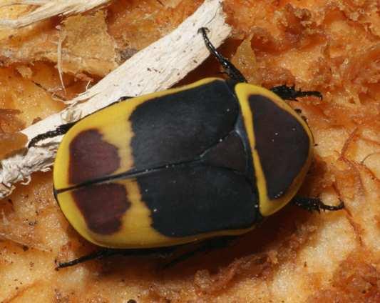 Käfer: Kongo-Rosenkäfer (Pachnoda marginata peregrina) Die großen, und vielfach sehr farbenprächtigen Rosenkäfer (Cetoniidae) werden in Insektarien als Schauinsekten gezüchtet.