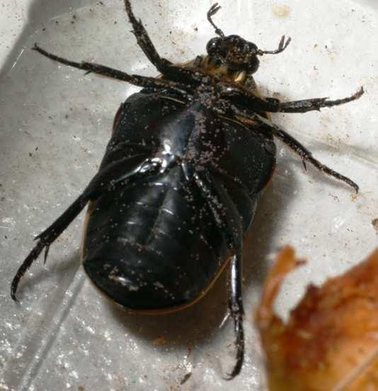 Käfer: Kongo-Rosenkäfer (Pachnoda marginata peregrina) auf dem Boden, wird auch dieses von den Engerlingen mit verzehrt. Wichtig ist es, das Substrat feucht aber nicht nass zu halten.