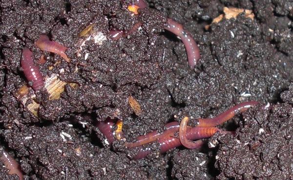Ringelwürmer: Kompostwurm (Eisenia spec.) Der Kompostwurm lebt nicht im Boden selbst, sondern in verrottendem Pflanzenmaterial in der obersten Bodenschicht.
