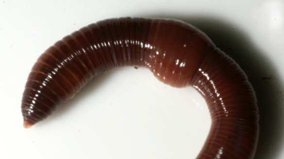 Ringelwürmer: Kompostwurm (Eisenia spec.) denen im Schnitt drei junge Würmer schlüpfen. Diese sind bei der Geburt unter einem Millimeter dick und etwa zwei Zentimeter lang.