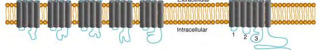 Änderung des Membranpotenzials (PSP) Direkte synaptische Transmission Metabotrope