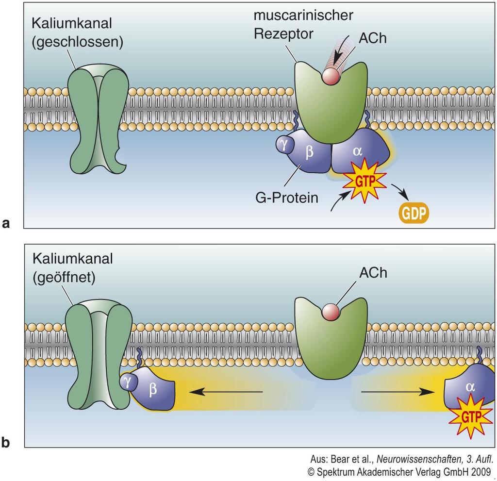Muskarinischer Rezeptor im Herzmuskel G-Proteine Kopplung an K + Kanäle Öffnung des K +