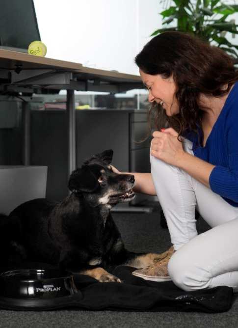 Der generelle Trend, dass immer mehr Mitarbeiter ihren Hund zum Arbeitsplatz mitnehmen wollen, spricht für