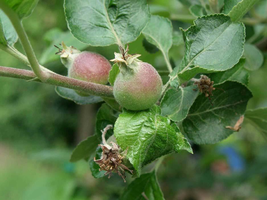 Eine Krankheit, die fast in jedem Jahr beim Apfel, aber auch bei der Birne auftritt, ist der Schorf.